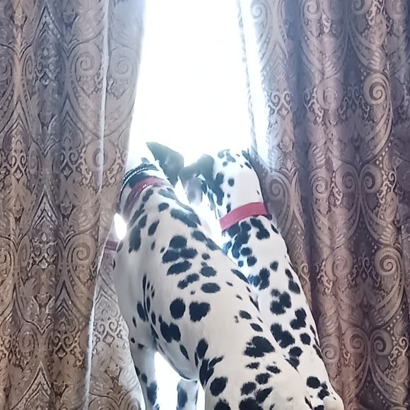 Meet your Posher, Ruth - Picture 11 of 13